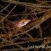 hawkfish_longnose_nw_h_0056_pal0062.jpg